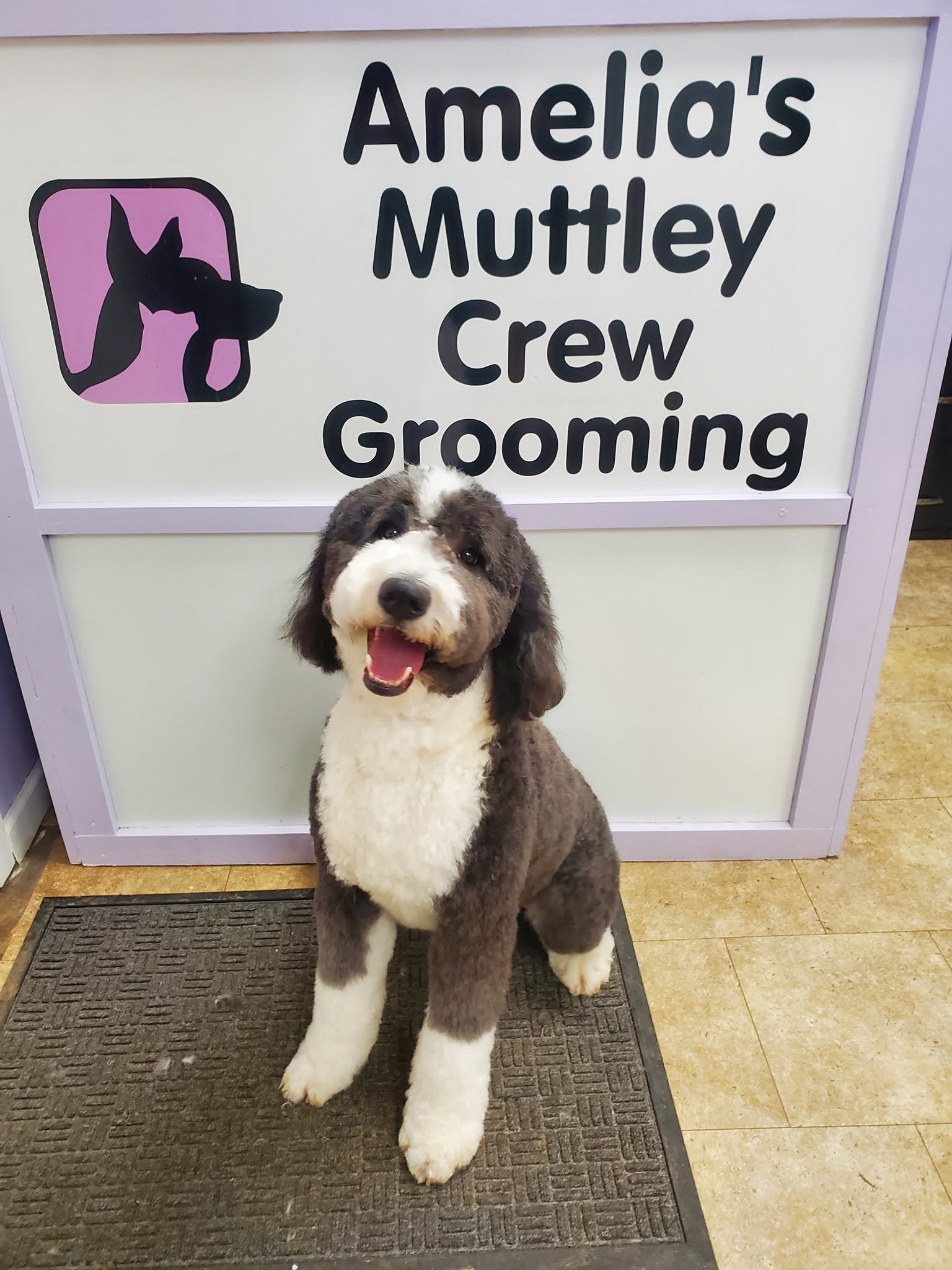 Happy pet showing off their fresh groom in Amelia