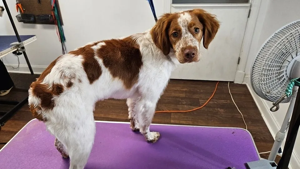 Pet getting a thorough bath at Amelia's Muttley Crew Grooming
