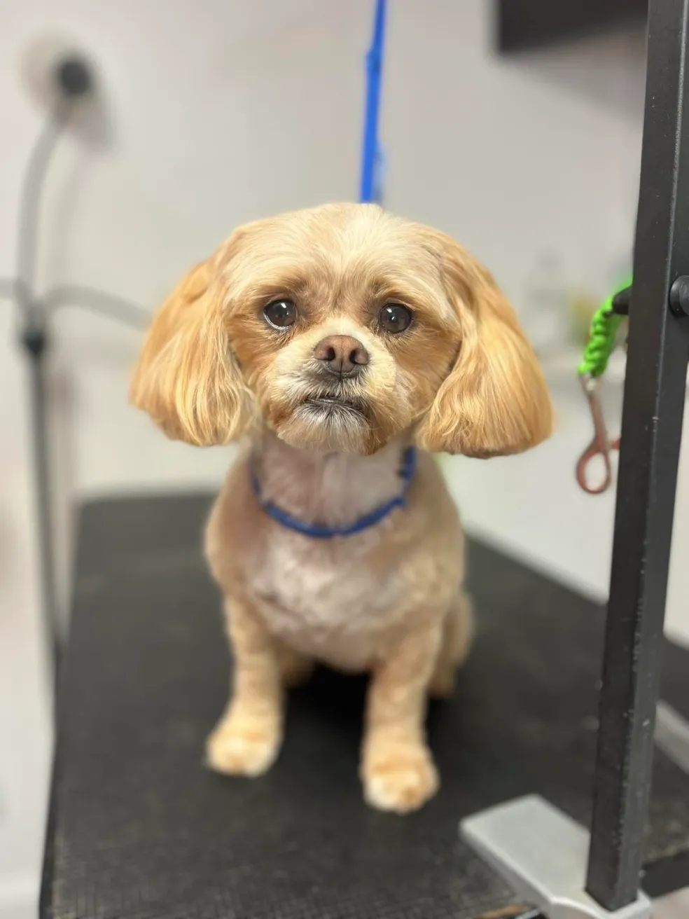 Happy pet after grooming appointment in Amelia Court House