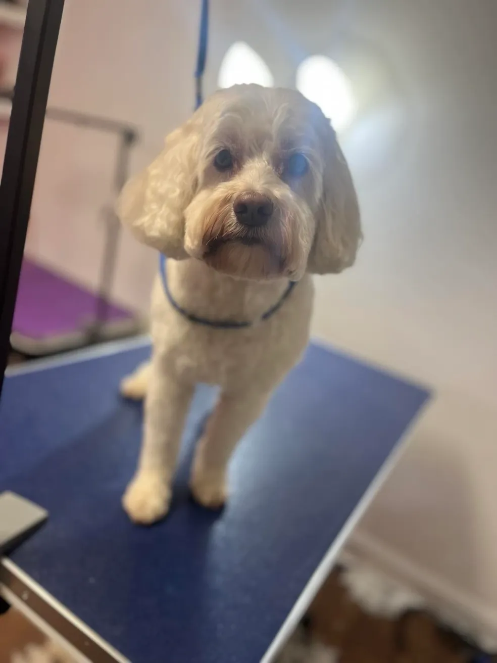 Pet freshly groomed and looking great at Muttley Crew