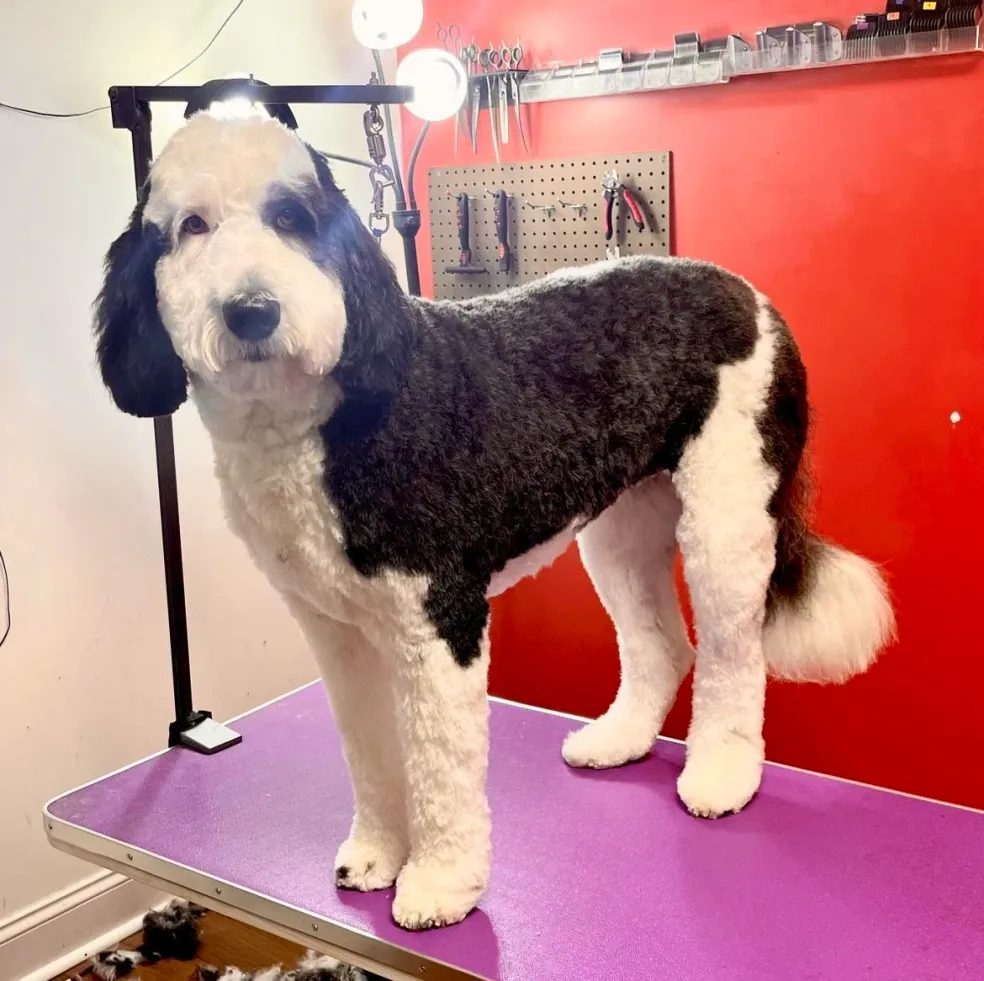 Beautiful pet after full groom in Amelia, Virginia