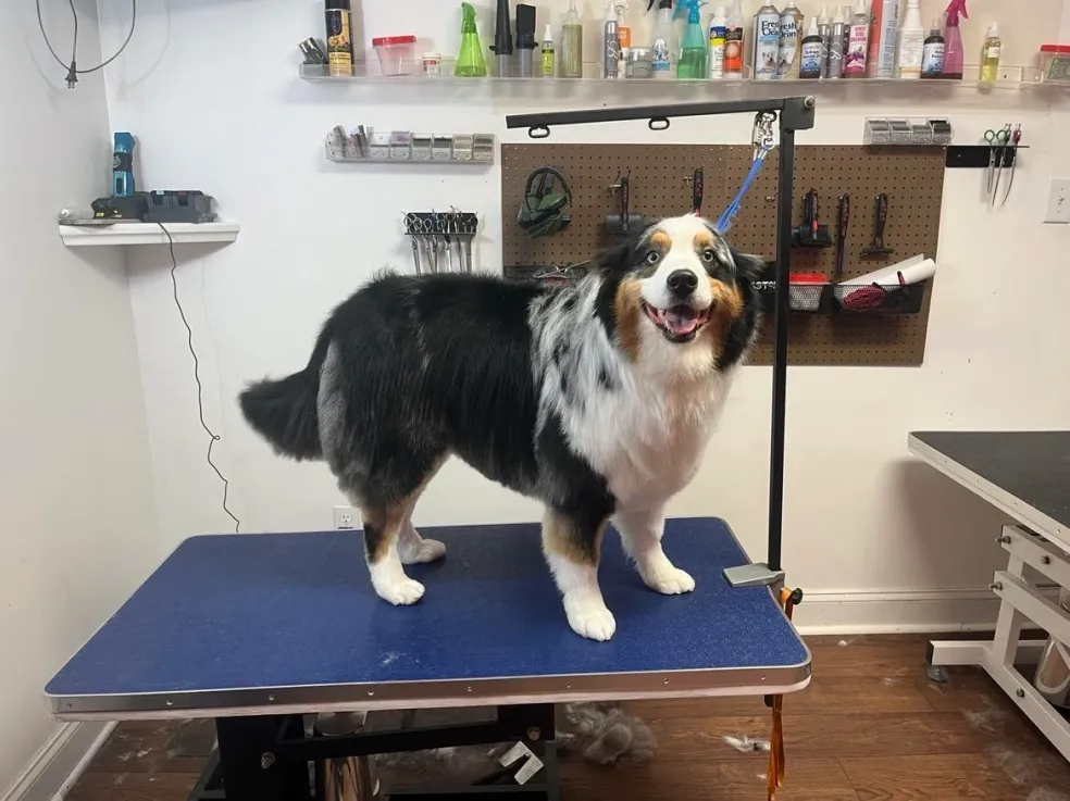 Pet enjoying grooming at Amelia's Muttley Crew
