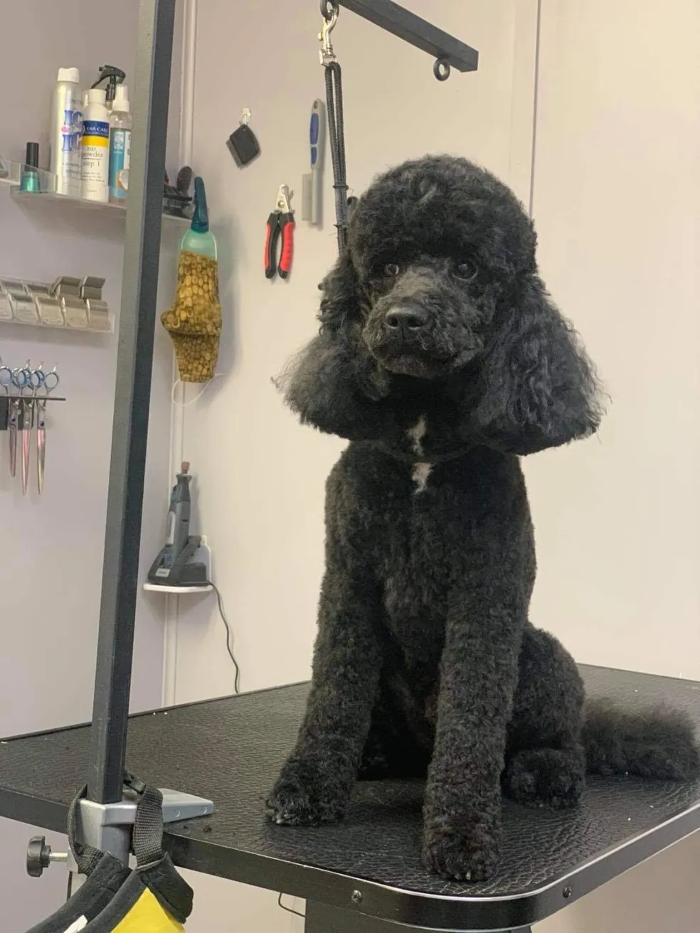 Pet after a full groom at Amelia's Muttley Crew, Amelia VA