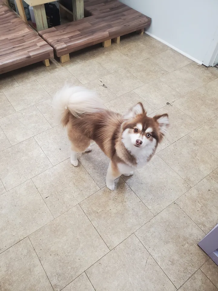 Happy pet freshly groomed in Amelia, Virginia
