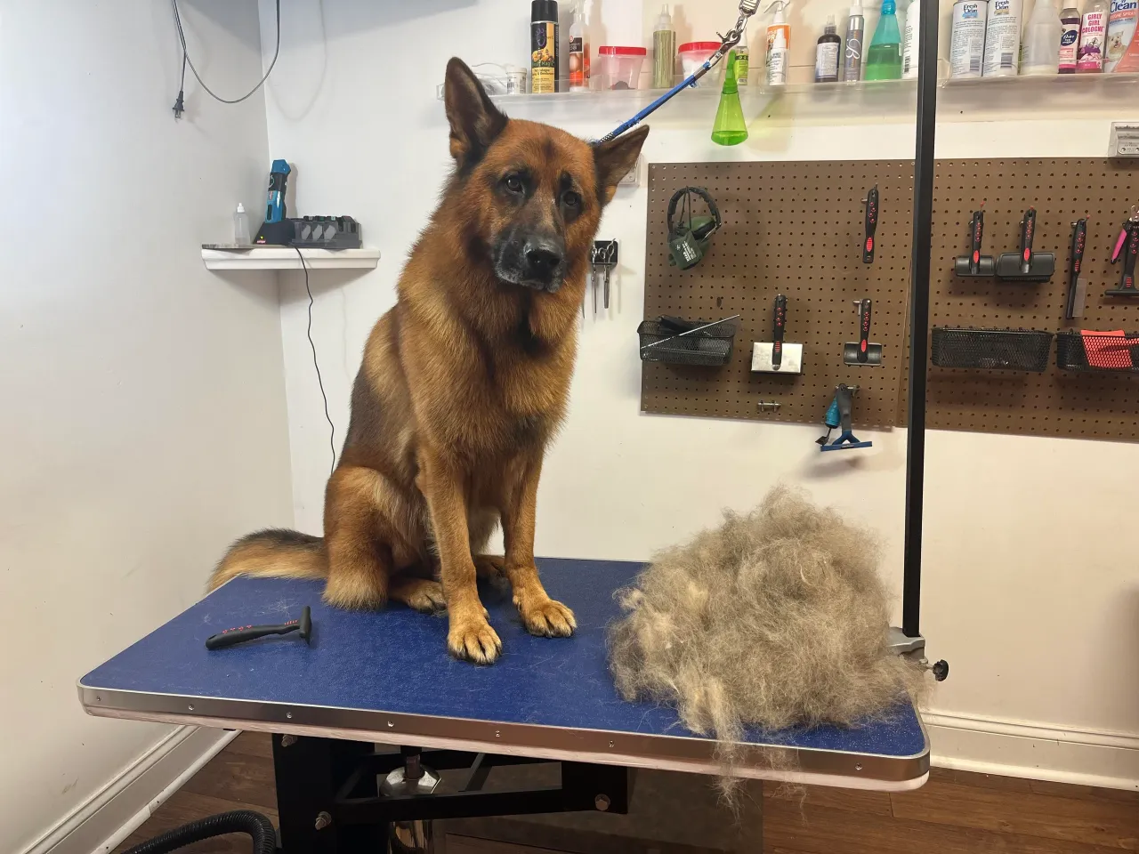 Freshly bathed and groomed pet at Amelia's Muttley Crew