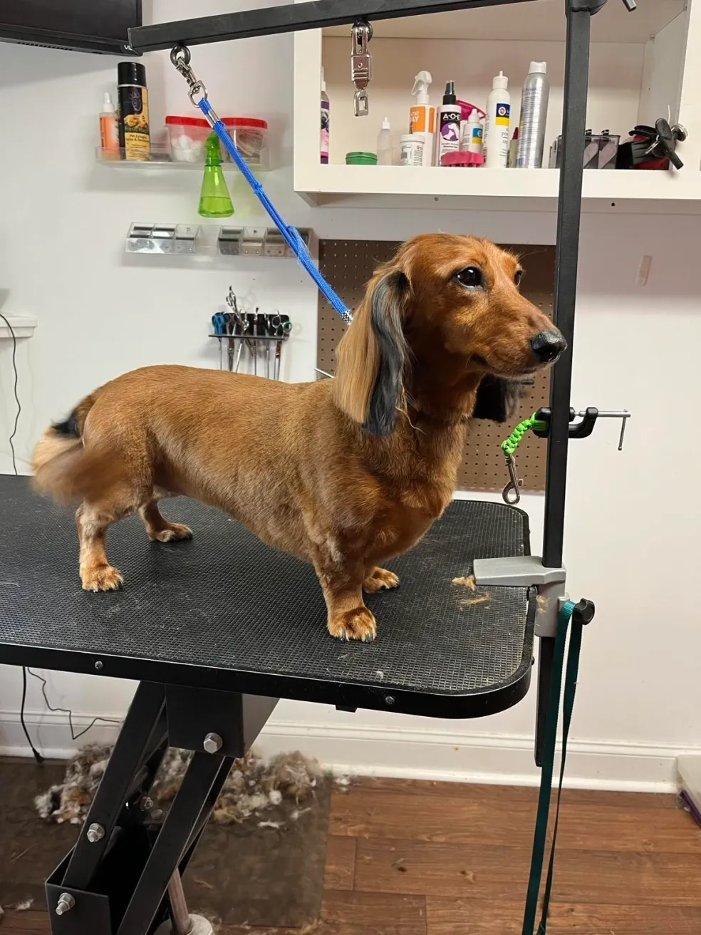Pet looking great after grooming session in Amelia