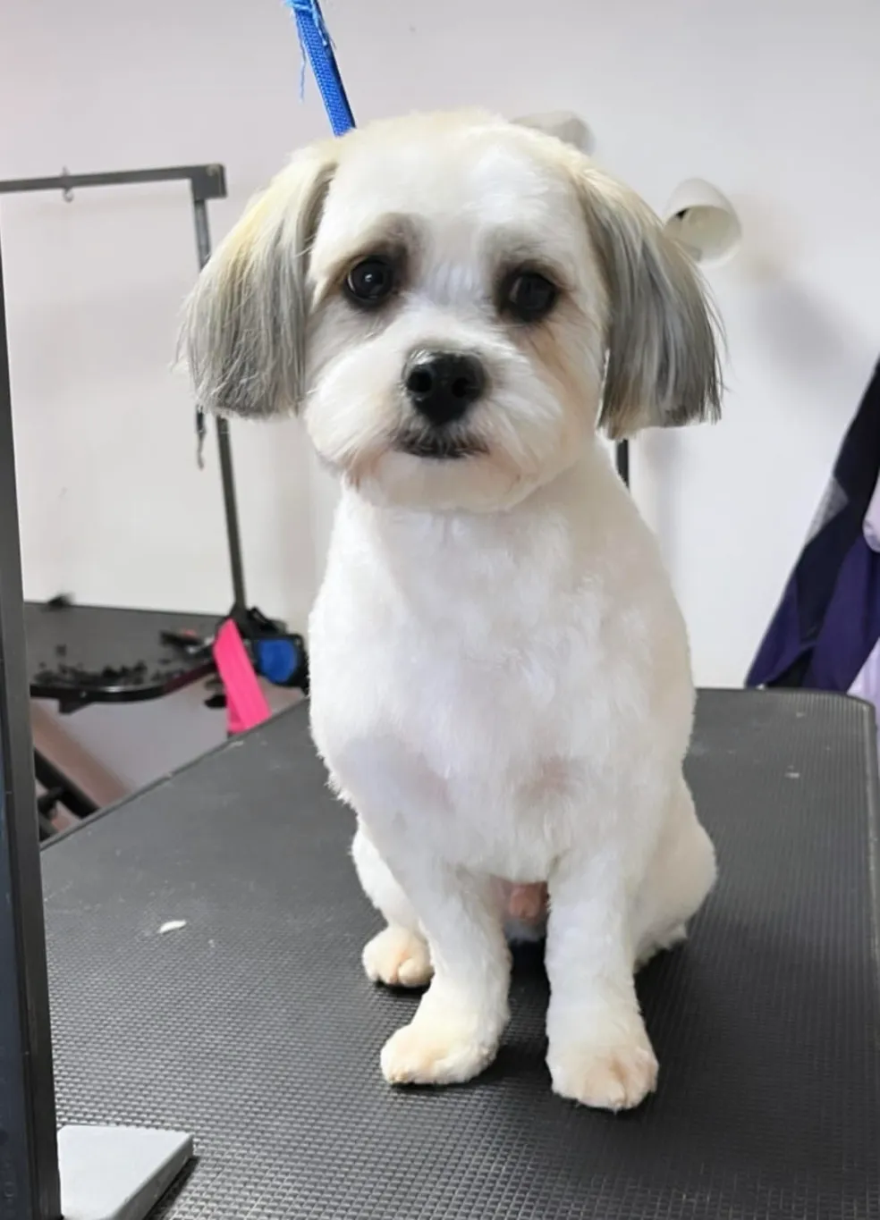 Well-groomed pet at Amelia's Muttley Crew Grooming Inc