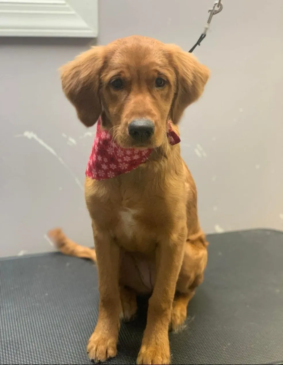 Pet showing off their clean coat after a groom in Amelia VA
