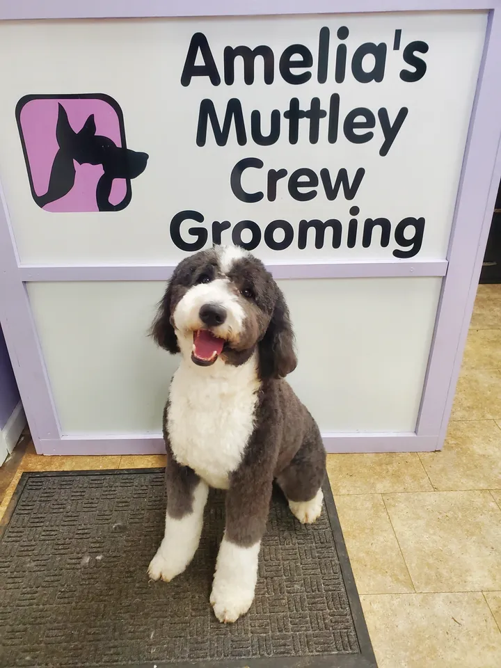 Beautiful pet after full grooming appointment at Muttley Crew