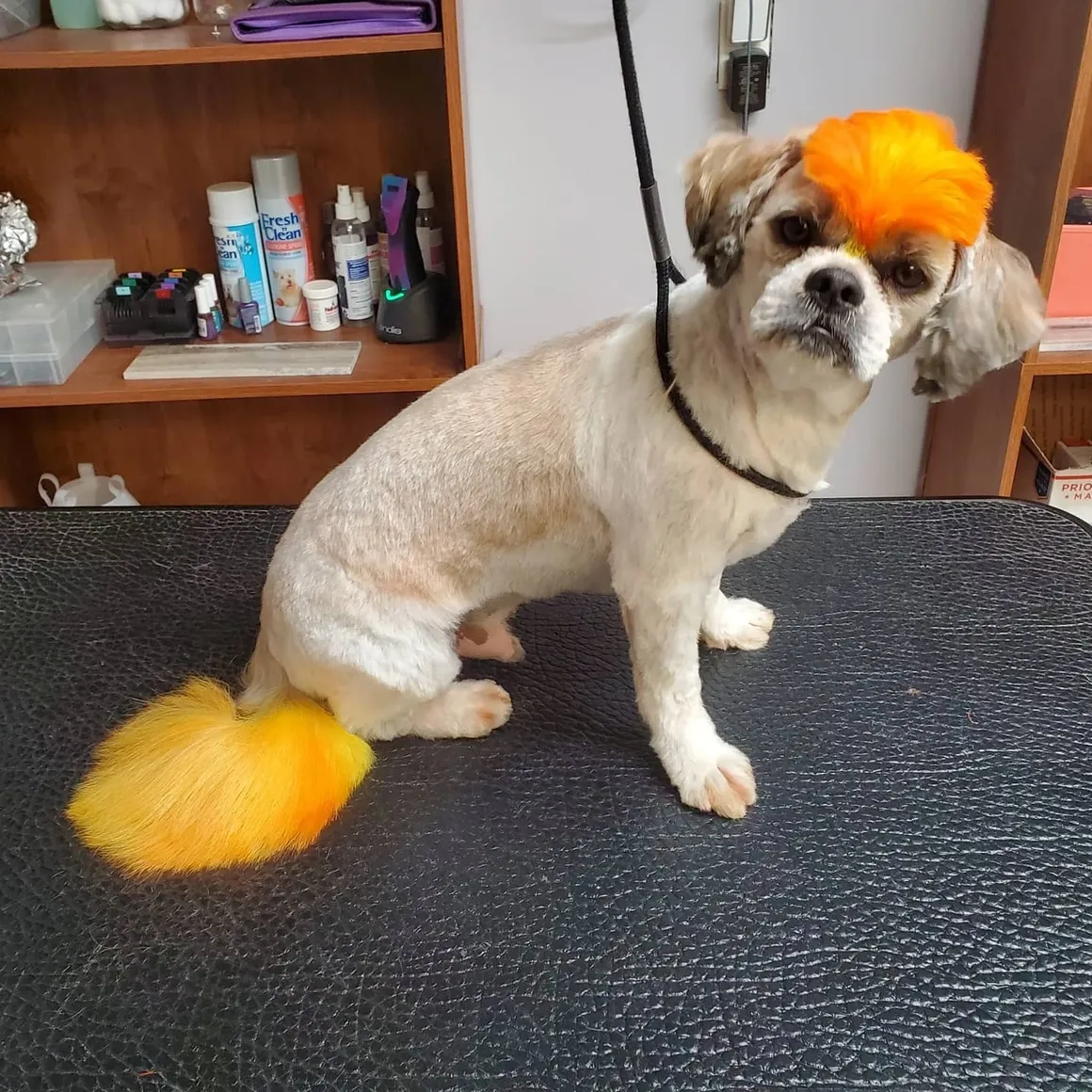 Pet after grooming at Amelia's Muttley Crew — Amelia, Virginia