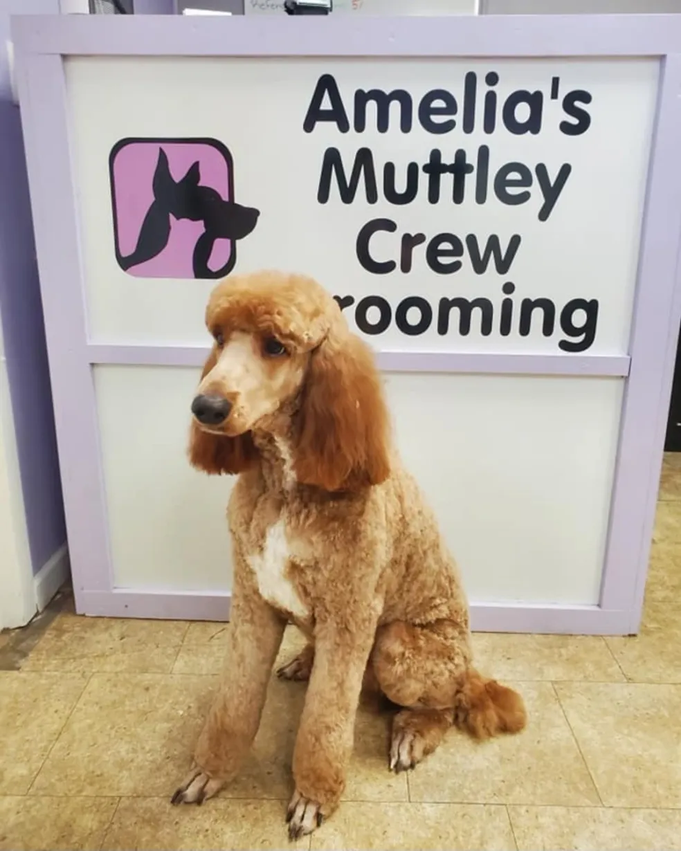 Happy pet post-groom at Amelia's Muttley Crew Grooming
