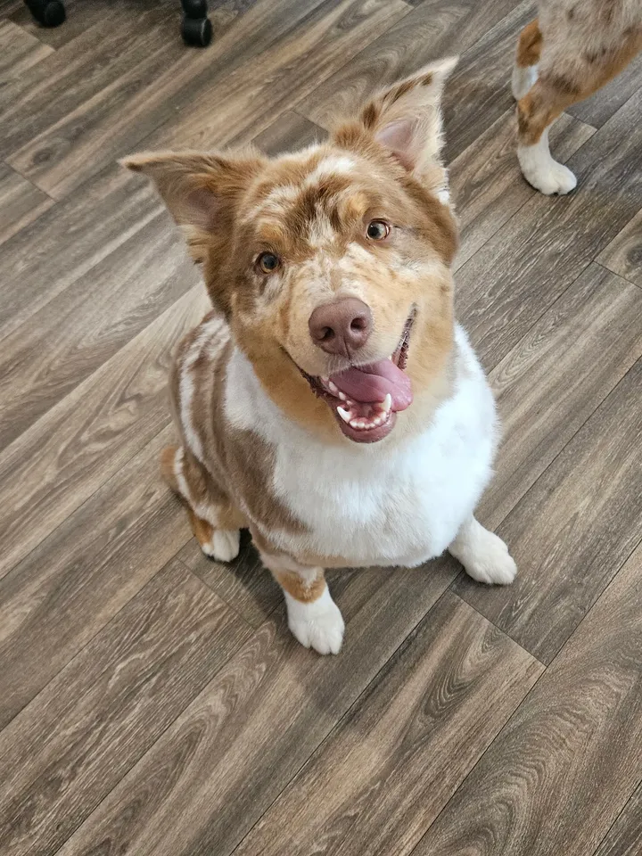 Pet freshly styled by Rebecca and Kristen at Muttley Crew