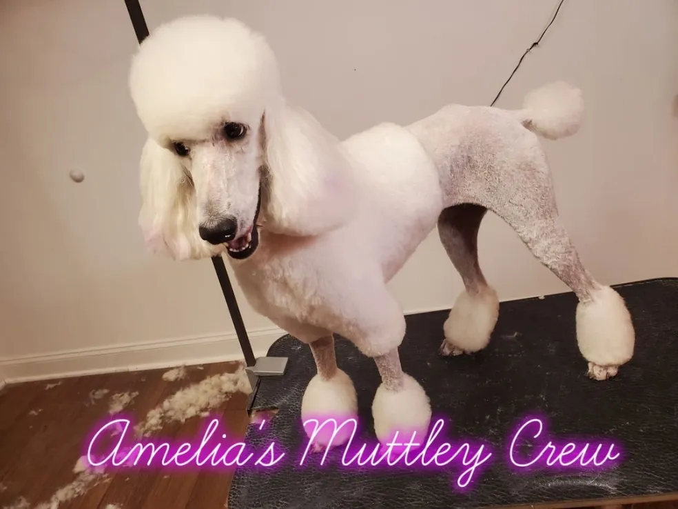 Fluffy pet showing off their fresh groom at Muttley Crew