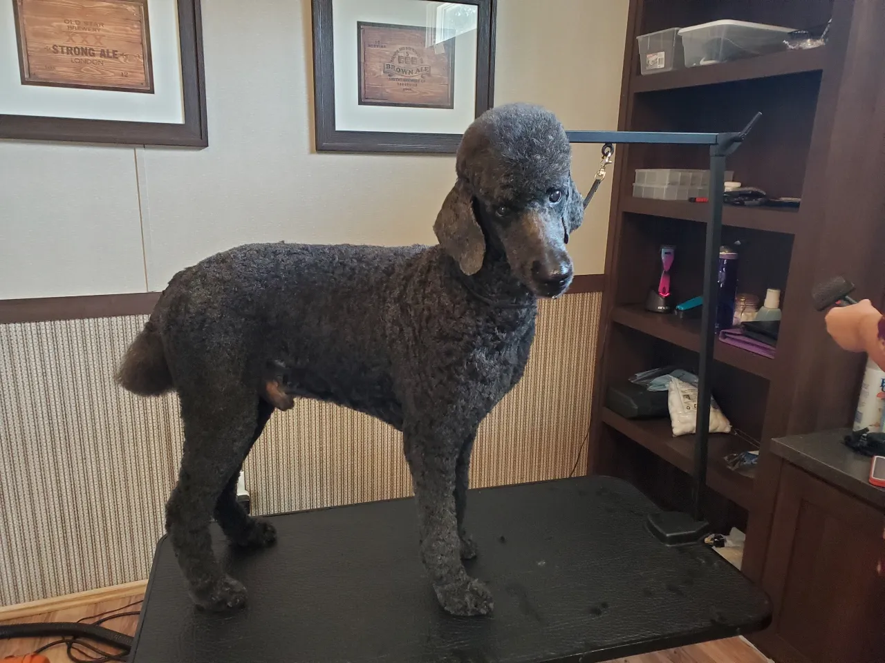 Freshly styled pet after a full groom at Amelia's Muttley Crew