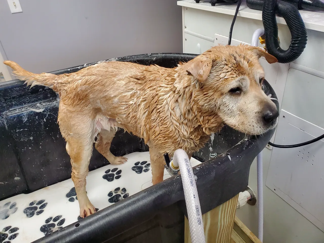 Happy pet freshly groomed at Amelia's Muttley Crew in Amelia, VA