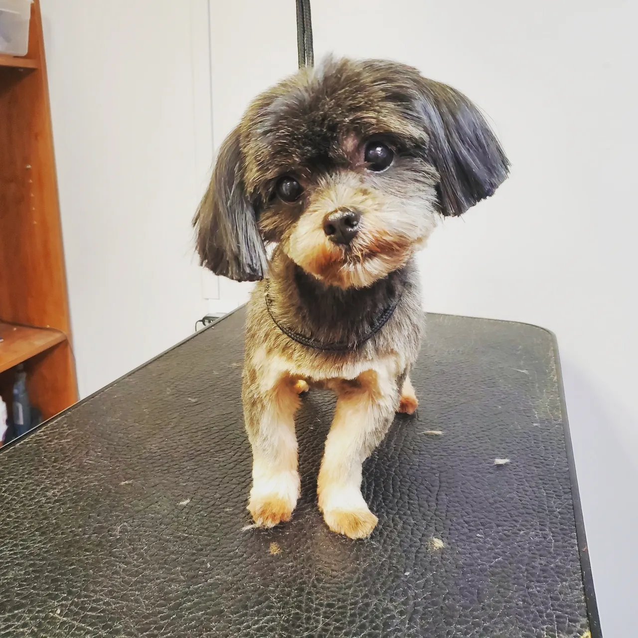 Pet after a full groom at Muttley Crew Grooming