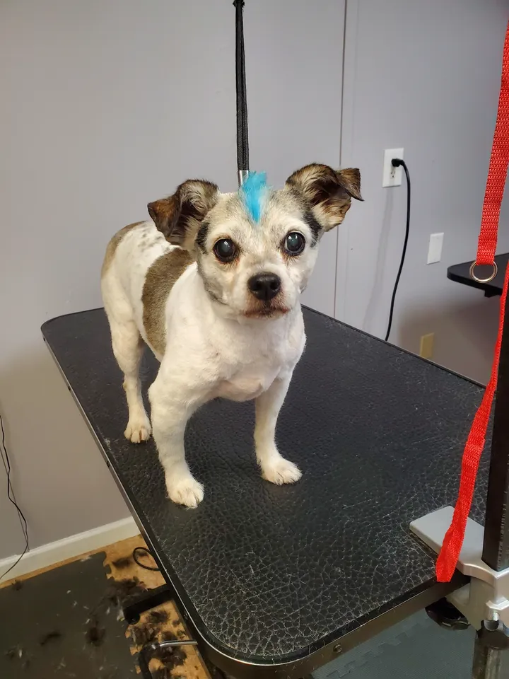Freshly bathed pet at Amelia's Muttley Crew