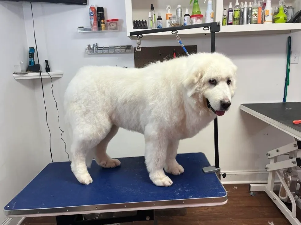 Pet showing off clean coat after grooming in Amelia
