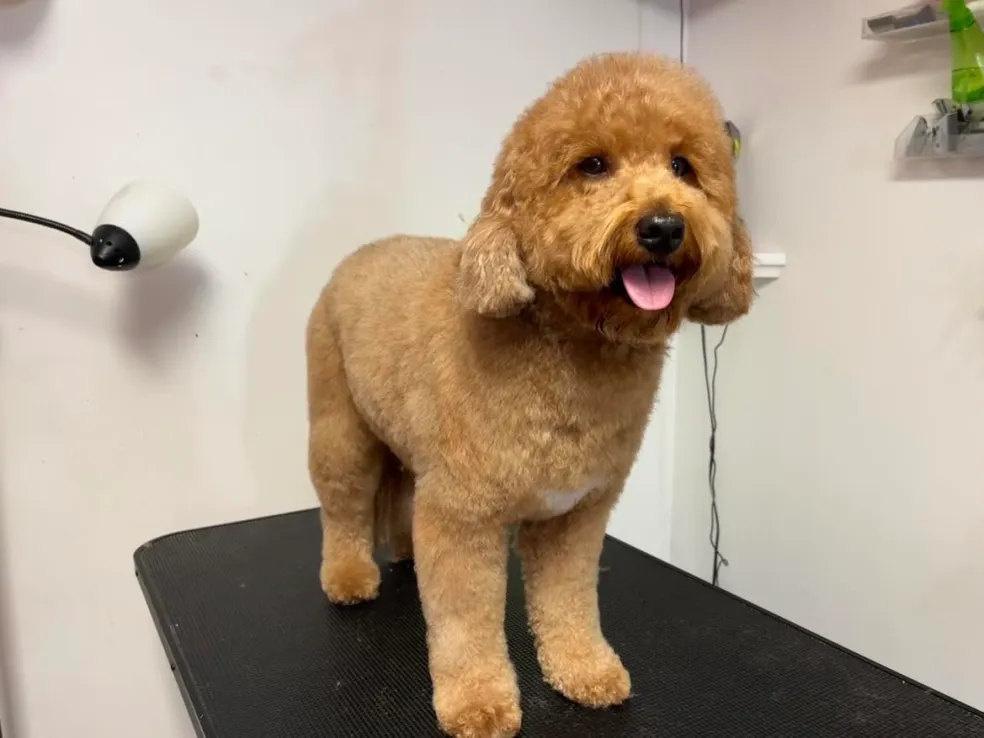 Adorable pet post-groom at Muttley Crew